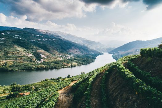 drone-flying-above-rows-of-vineyards-on-slope-in-v-2021-08-31-08-36-08-utc