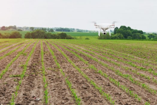 drone quad copter with high resolution digital camera on green corn field, agro