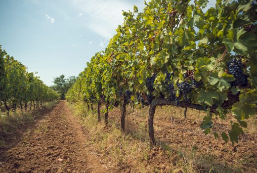 Vineyards