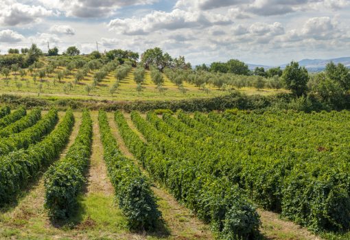 Vineyards in rows. High views from drone. Sunset backlight. Panoramic image. Growing wine grape in Italy.